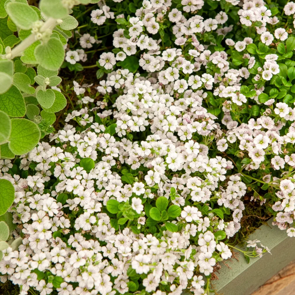 Gypsophile en coussin Gypsophila cerastioides