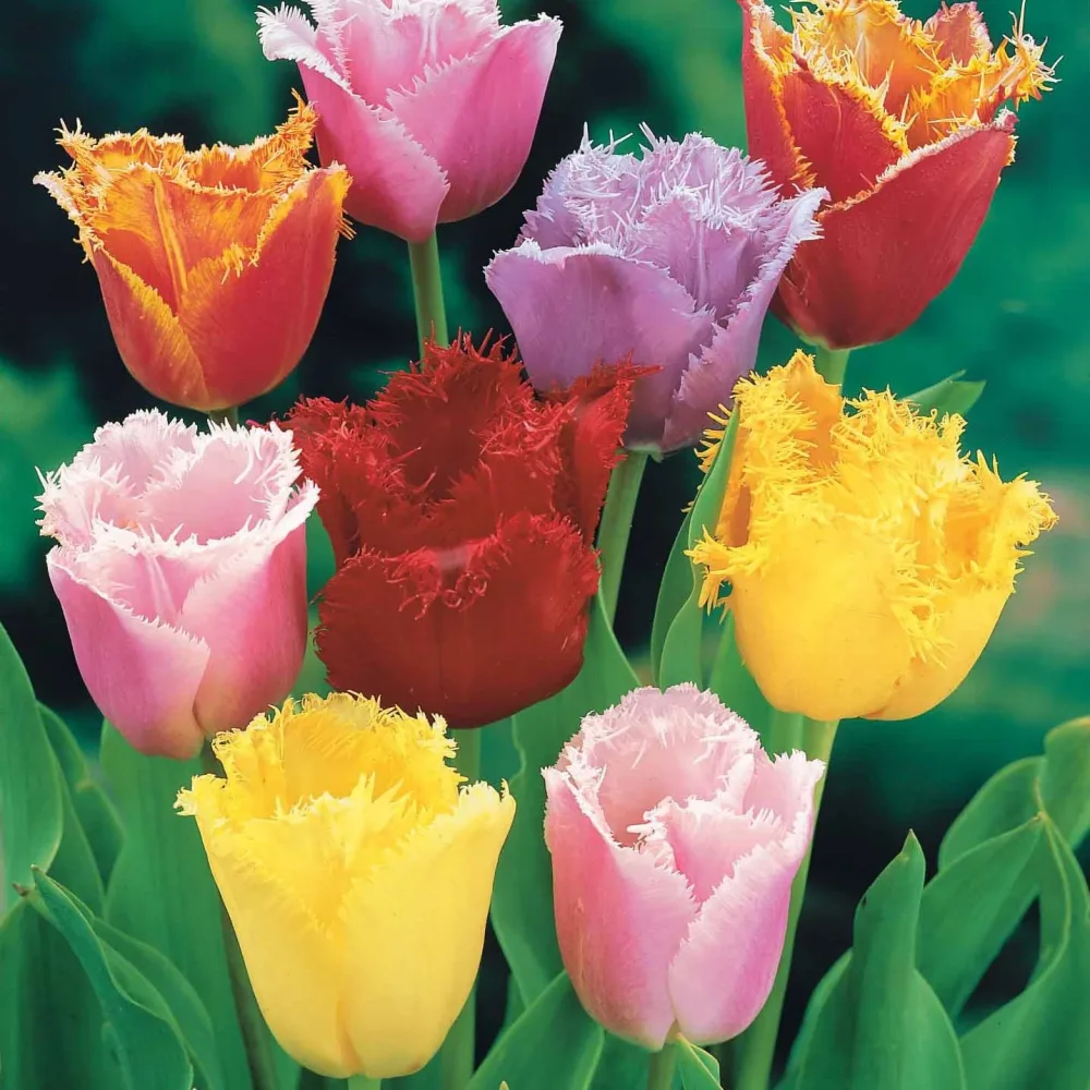 20 Tulipes frangées en mélange Tulipa crispa