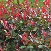 Photinia - Le pot de 10.5 cm