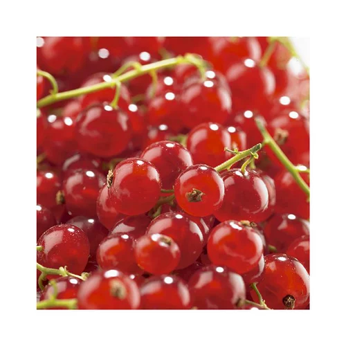 Groseillier A Grappe Agate Rouge ®. Le pot de 5 litres