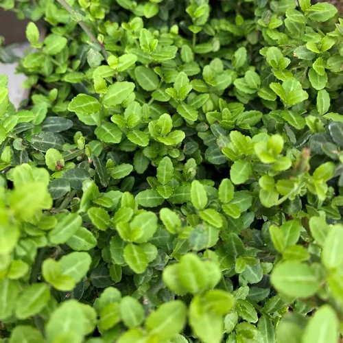 Fusain du Japon Microphyllus vert. Le pot de 2 litres, 25/30 cm