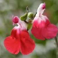 Salvia Microphylla Hot Lips - Le pot de 3 litres