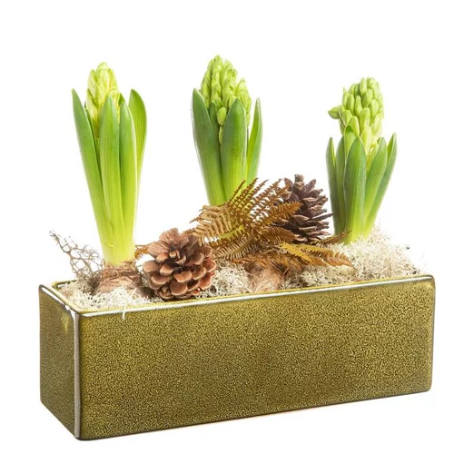 Composition de Noël jacinthe x 3. La jardinette verte