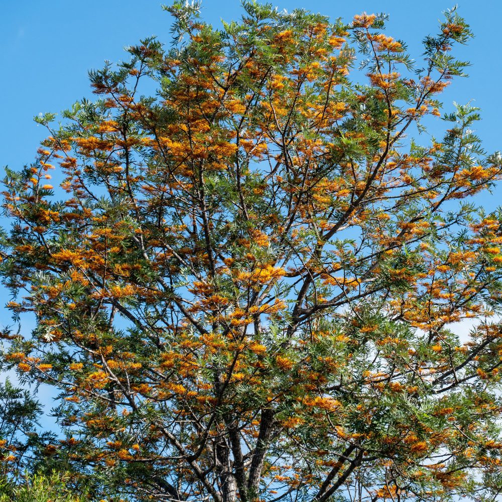 Grévilléa - Chêne soyeux d'Australie Grevillea robusta