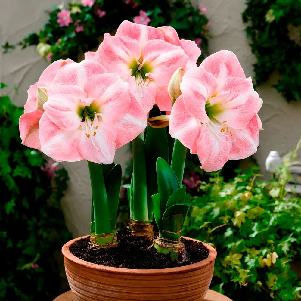Amaryllis naine Angélique Amaryllis angelique