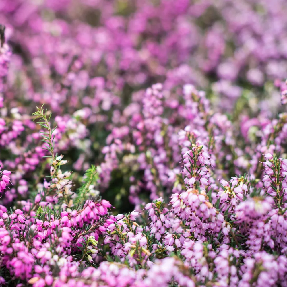 3 Bruyères d'hiver rouges Erica carnea