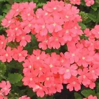 Verveine érigée - Le pot de 2,5 litres