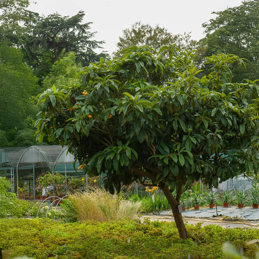 Néflier du Japon Eriobotrya japonica
