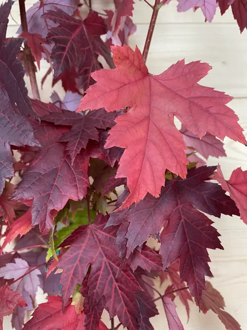 Érable de Freeman ‘Jeffersred’ botanic® vert. Le pot de 10 litres