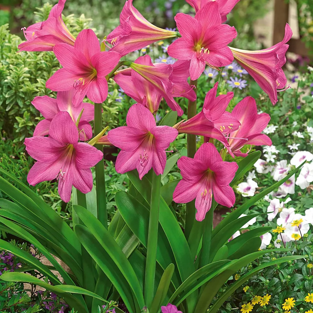 3 Amaryllis de jardin Douceur sucrée Hippeastrum rascal sweet sixteen