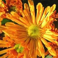 Chrysanthème multifleurs - La jardinière de 50 cm