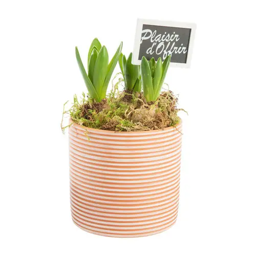 Jacinthe x 3 pot en terre lignes blanches - Ø 14 cm