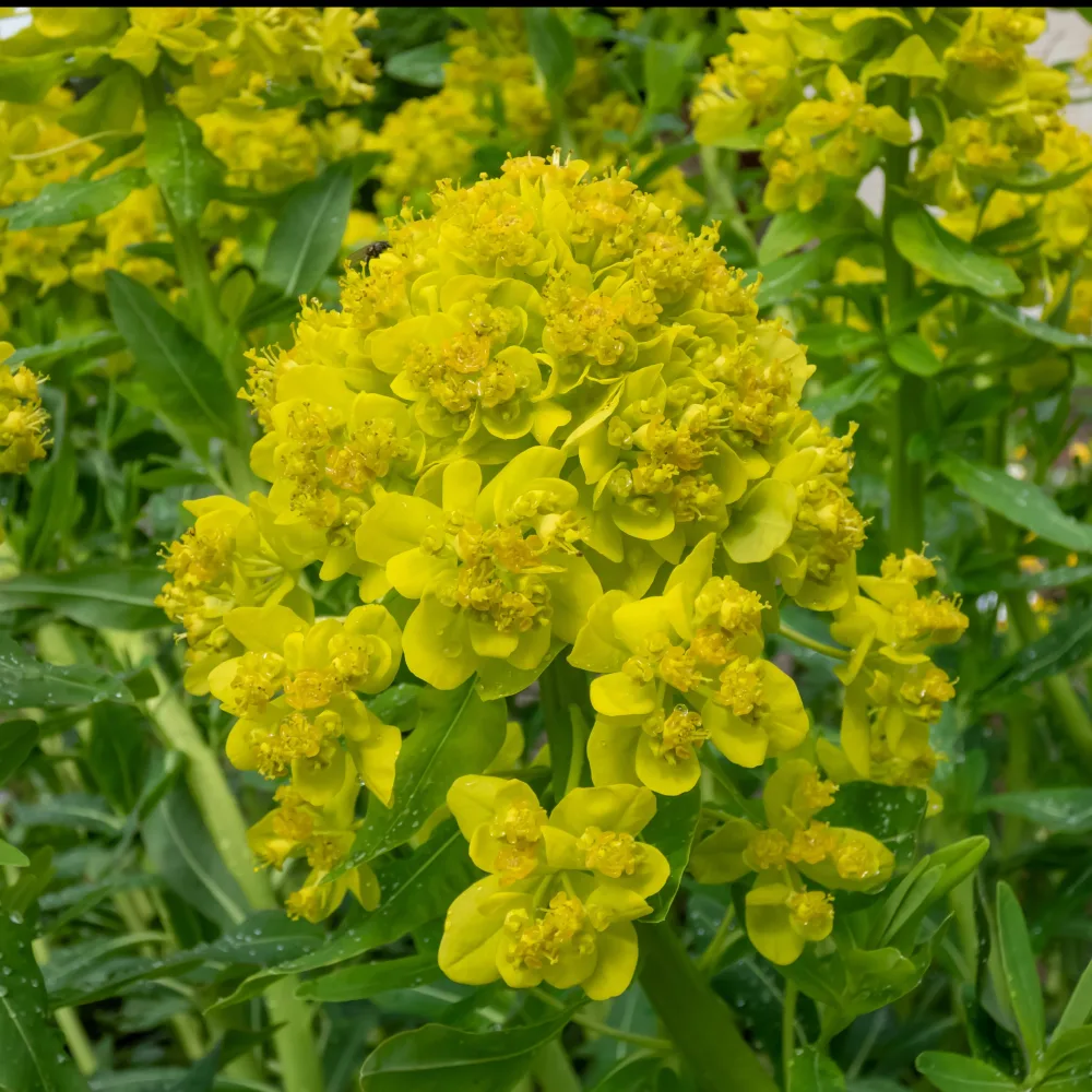 Euphorbe des marais Euphorbia palustris