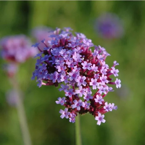 Verbena Bonariensis - Le pot de 4 litres