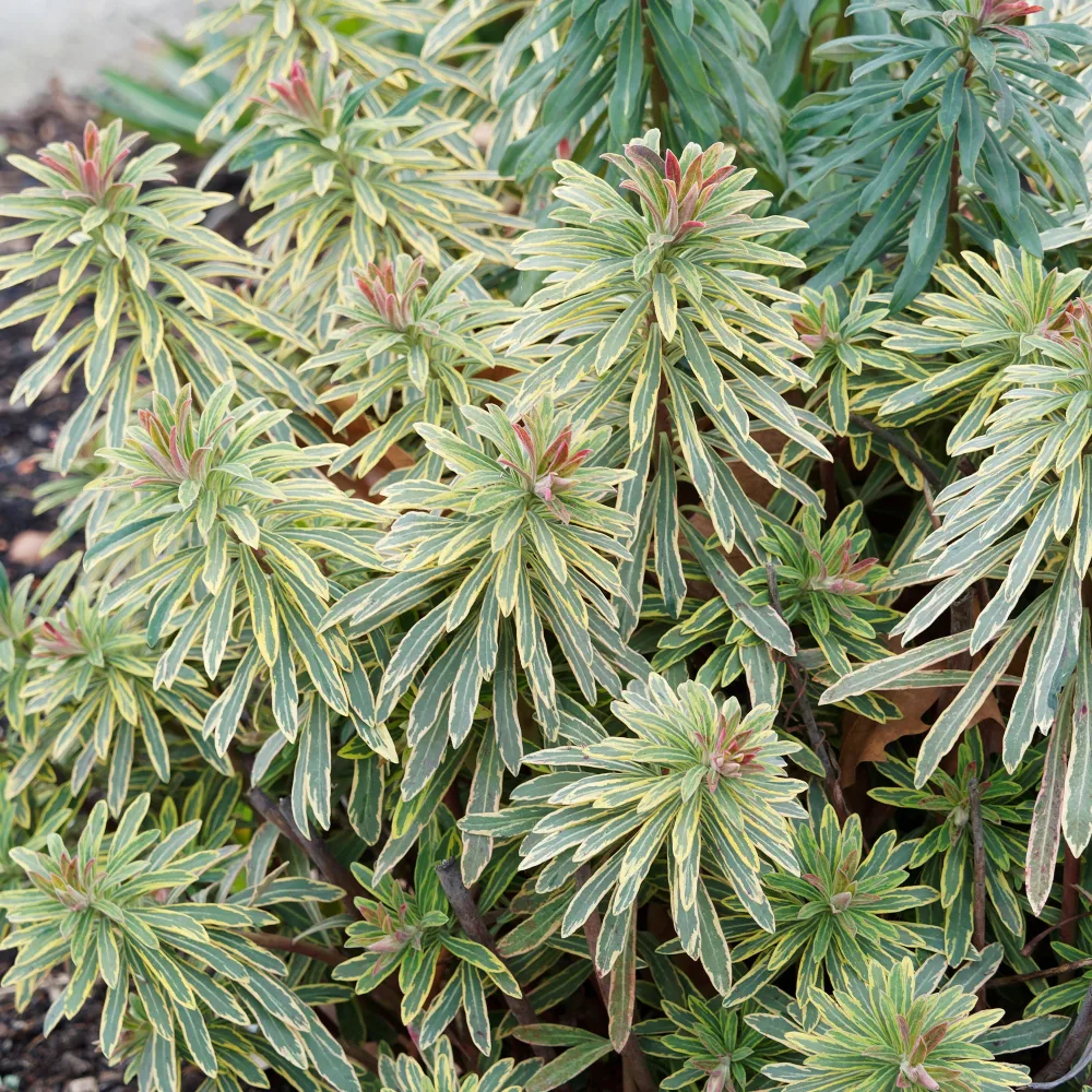Euphorbe de Martin Ascot Rainbow Euphorbia ascot rainbow