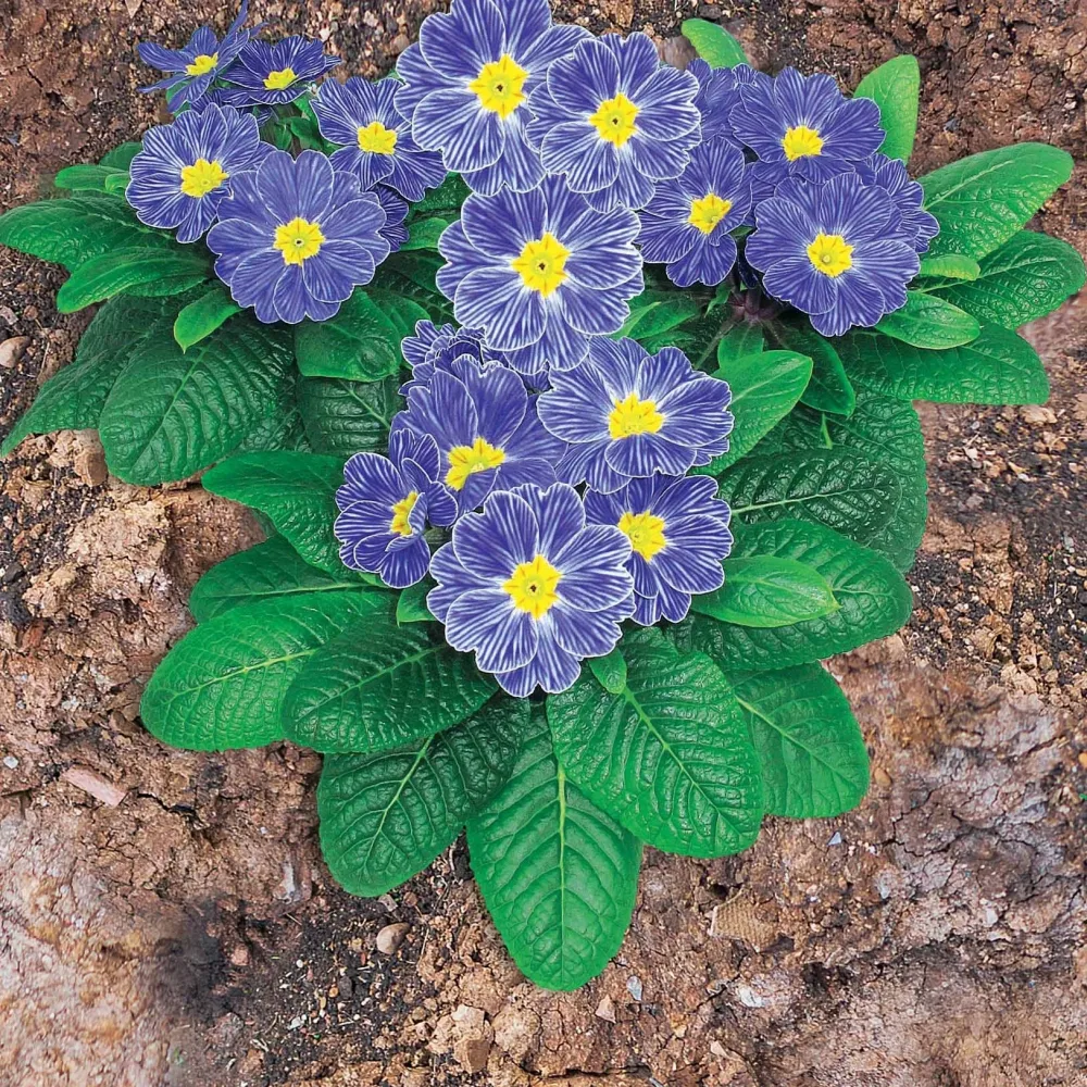 3 Primevères Zebra Blue Primula zebra blue