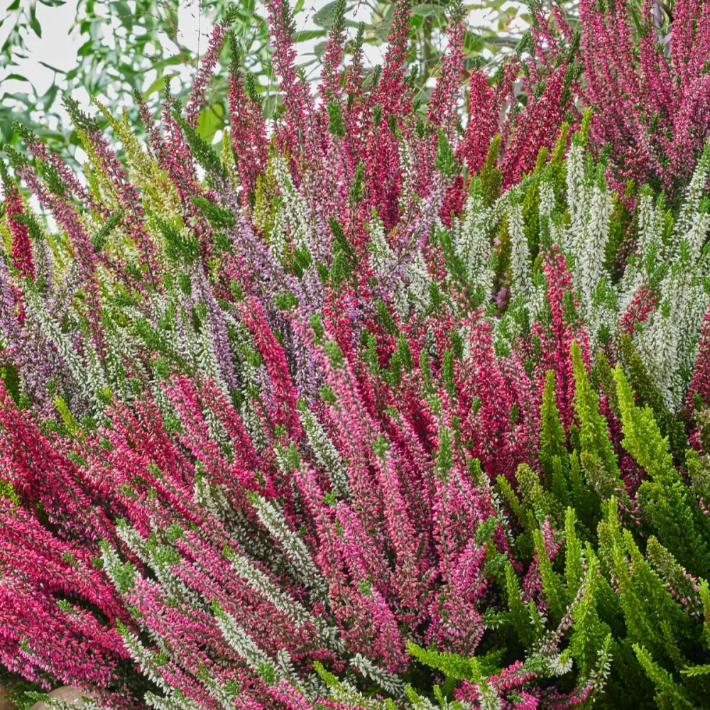 3 bruyères d'été blanche, rouge, rose en mélange Calluna vulgaris