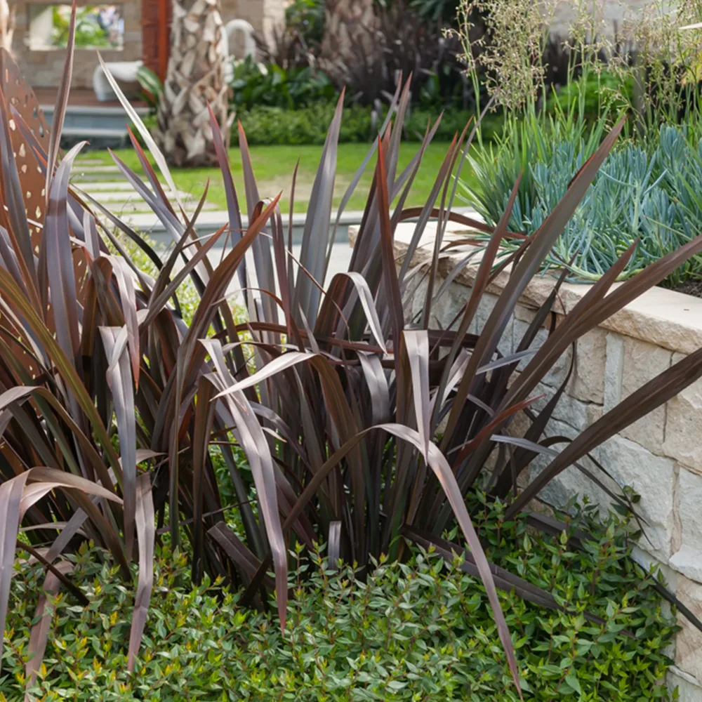 Phormium Black Adder ® - Lin de Nouvelle-Zélande Phormium tenax Black Adder ®