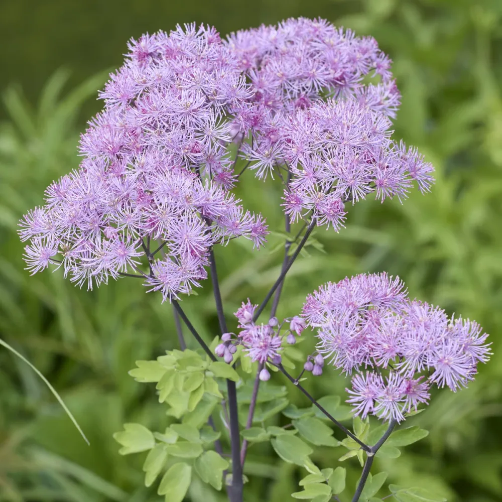 Pigamons à feuilles d'Ancolie Thalictrum aquilegifolium