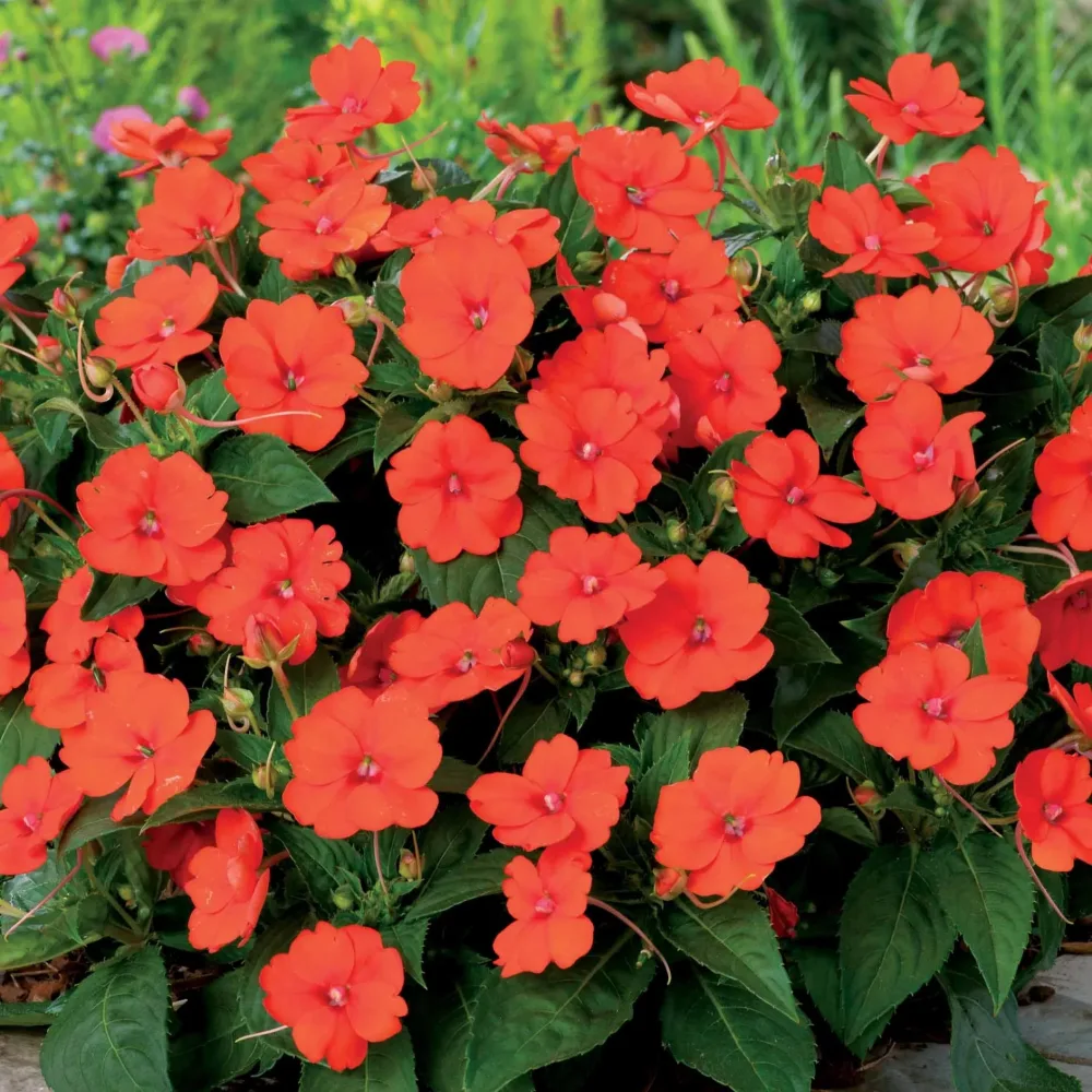 3 Sunpatiens orange Sunpatiens
