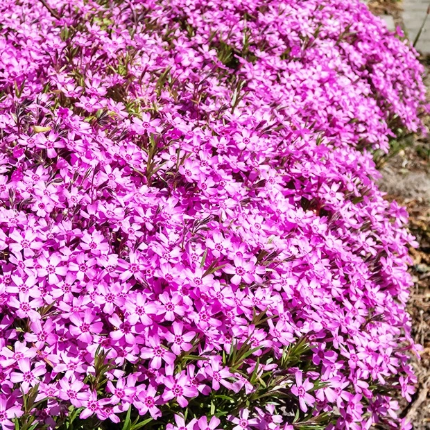 3 Phlox mousse rose pâle Phlox subulata McDaniel's Cushion