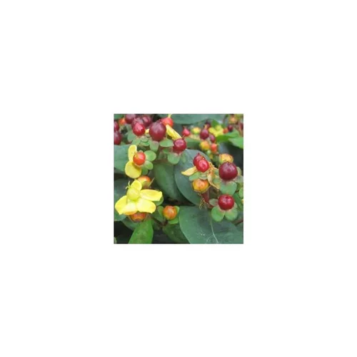 Hypericum Miracle Marvel