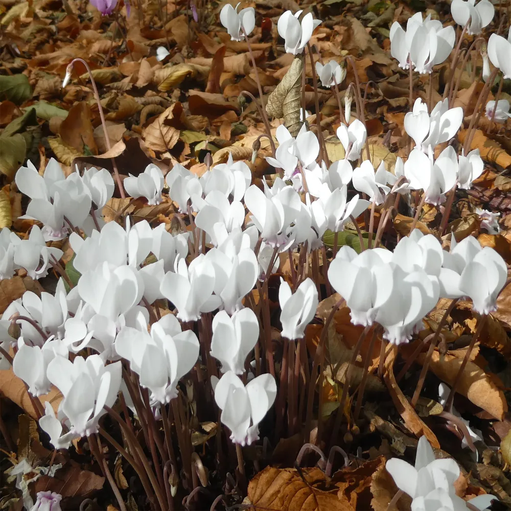 Cyclamen de Naples blanc Cyclamen hederifolium Album