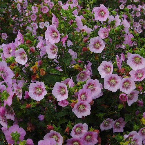 Mauve du Cap Miss Pinky Anisodontea scabrosa miss pinky