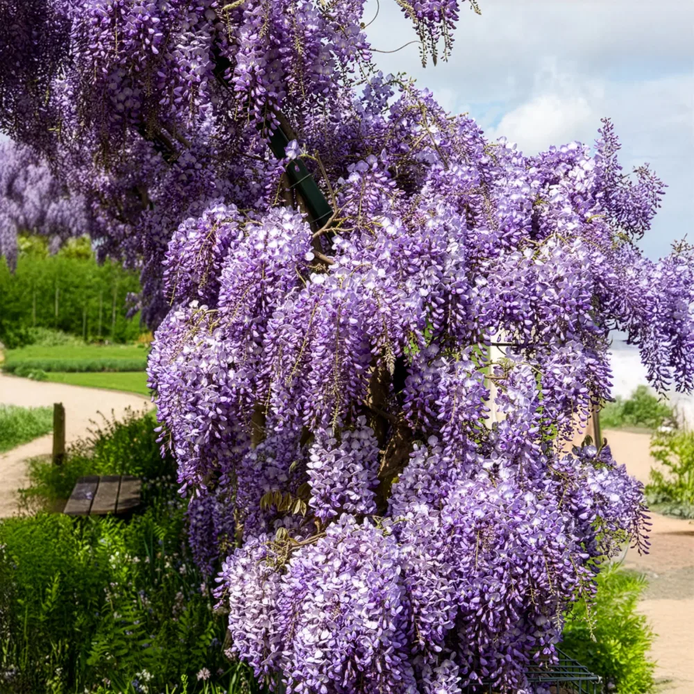 Glycine de Chine Prolific Wisteria sinensis Prolific