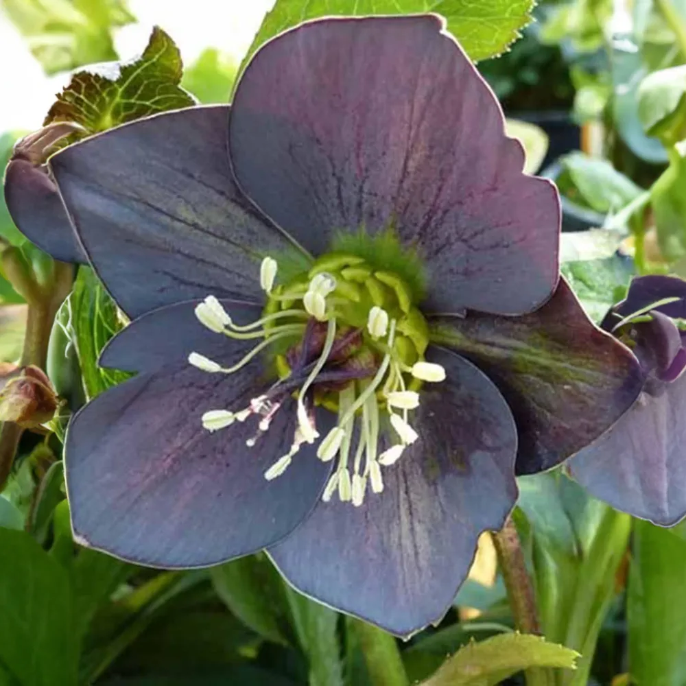 Héllébore d'Orient Slaty Blue Helleborus orientalis slaty blue