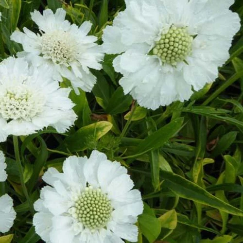 Scabieuse du Caucase blanche Scabiosa caucasica perfecta alba