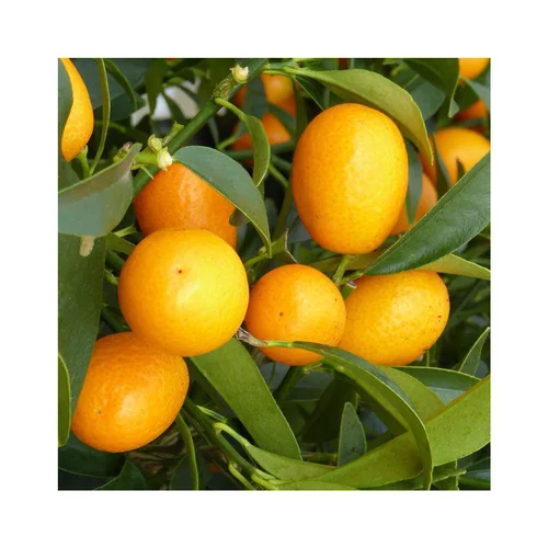 Kumquat. Le pot de 7 litres