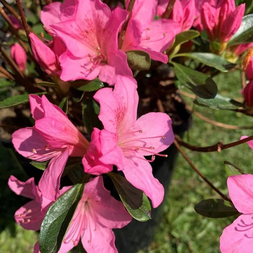 Azalée Japonaise (Azalea Japonica) rose. Le pot de 2 litres