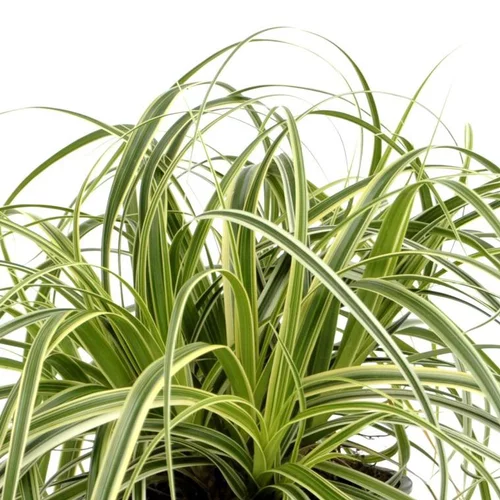 Carex Feather Falls - Le pot de 2 litres