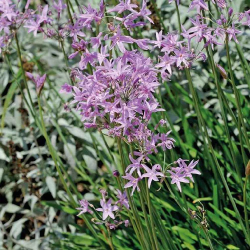 Tulbaghie violette godet 9x9x cm