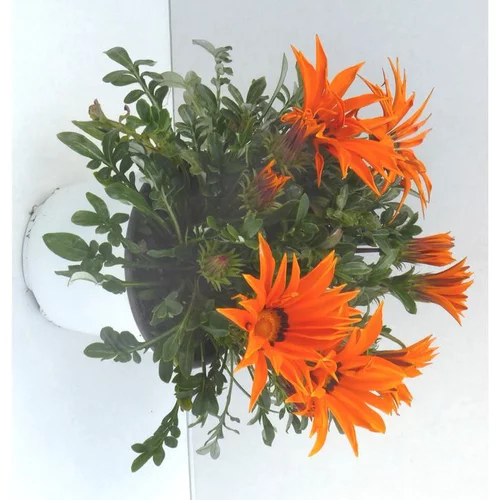 Gazania - Le pot de 1 litre
