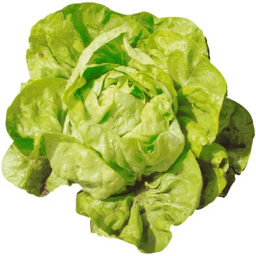 Graines bio de Laitue pommée d'été Kagraner