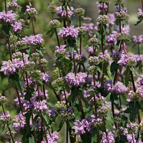 Phlomis Purpurea - Le pot de 9 x 9 cm