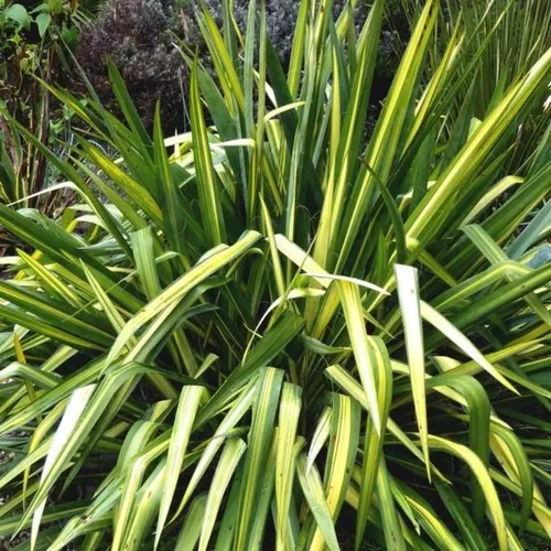 Phormium ou Lin de Nouvelle Zélande en pot déco de 10 L