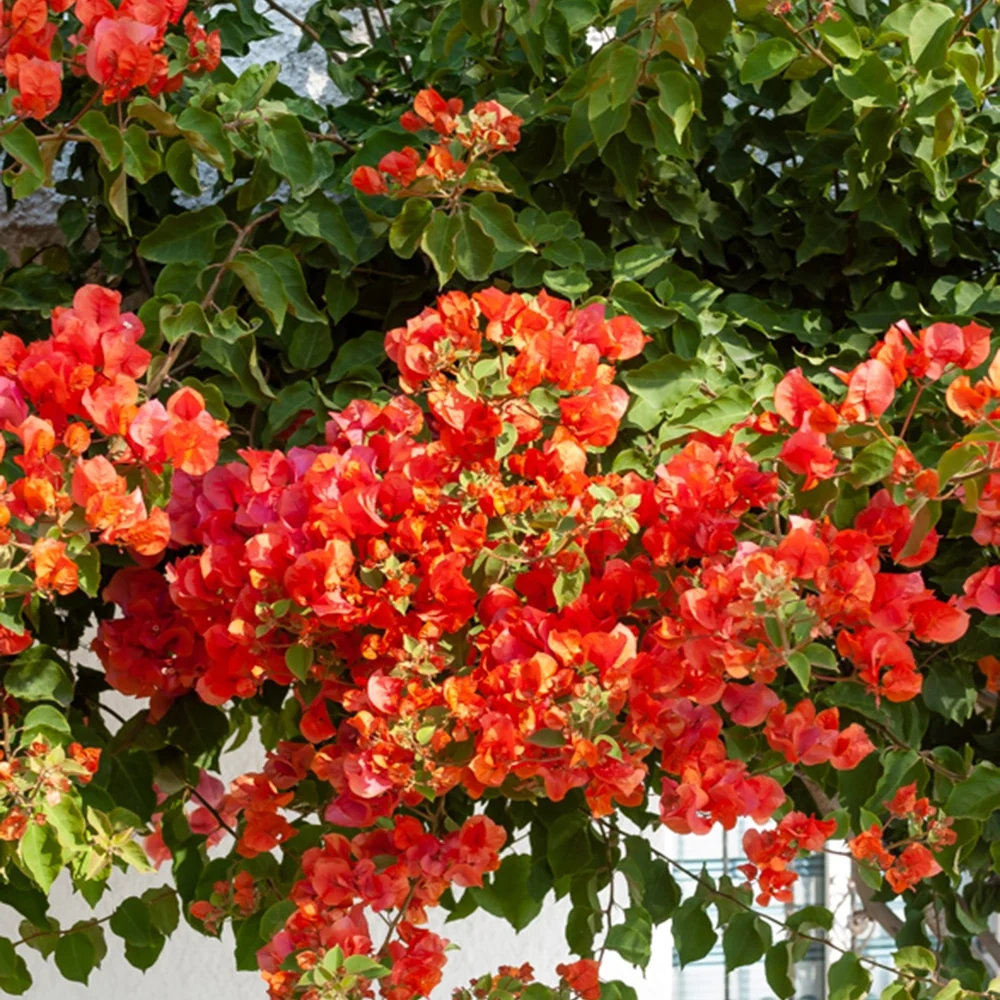 Bougainvillier Orange Bougainvillea orange