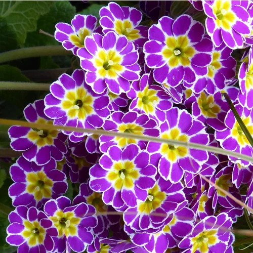 Primevère des jardins - La barquette de 6 plants