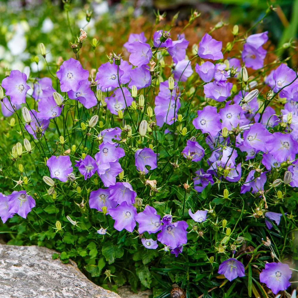 Campanule des Carpates Blaue Clips Campanula carpatica Blaue Clips