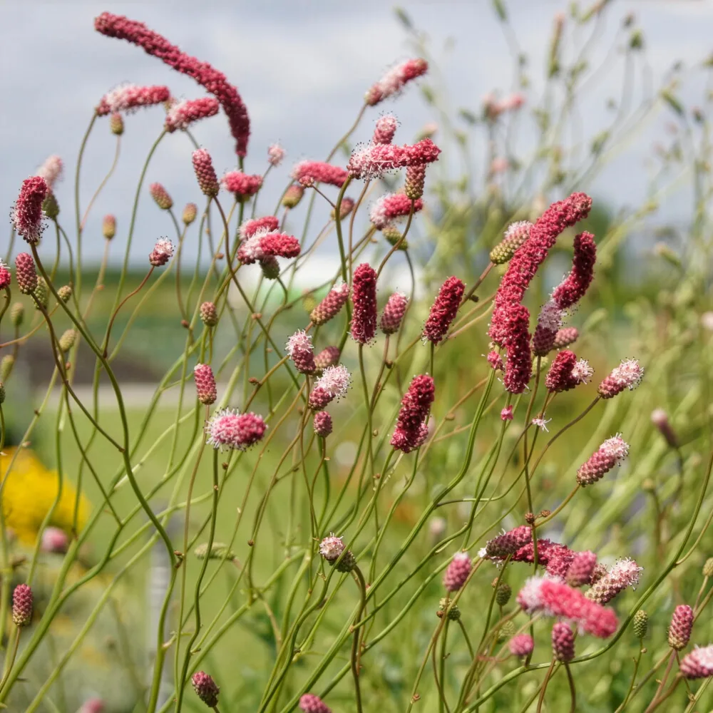 Pimprenelle à fines feuilles pourpre - Sanguisorbe Sanguisorba tenuifolia Purpurea