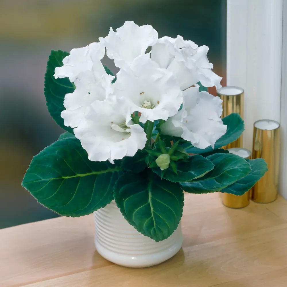 Gloxinia Mont Blanc Gloxinia speciosa Mont Blanc