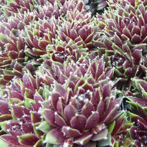 Joubarbe Silberkarneol - Sempervivum Sempervivum silberkarneol