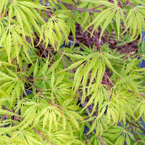Erable du Japon (ACER PALMATUM DISSECTUM PALMATIFIDIUM ) Le pot de 110 litres