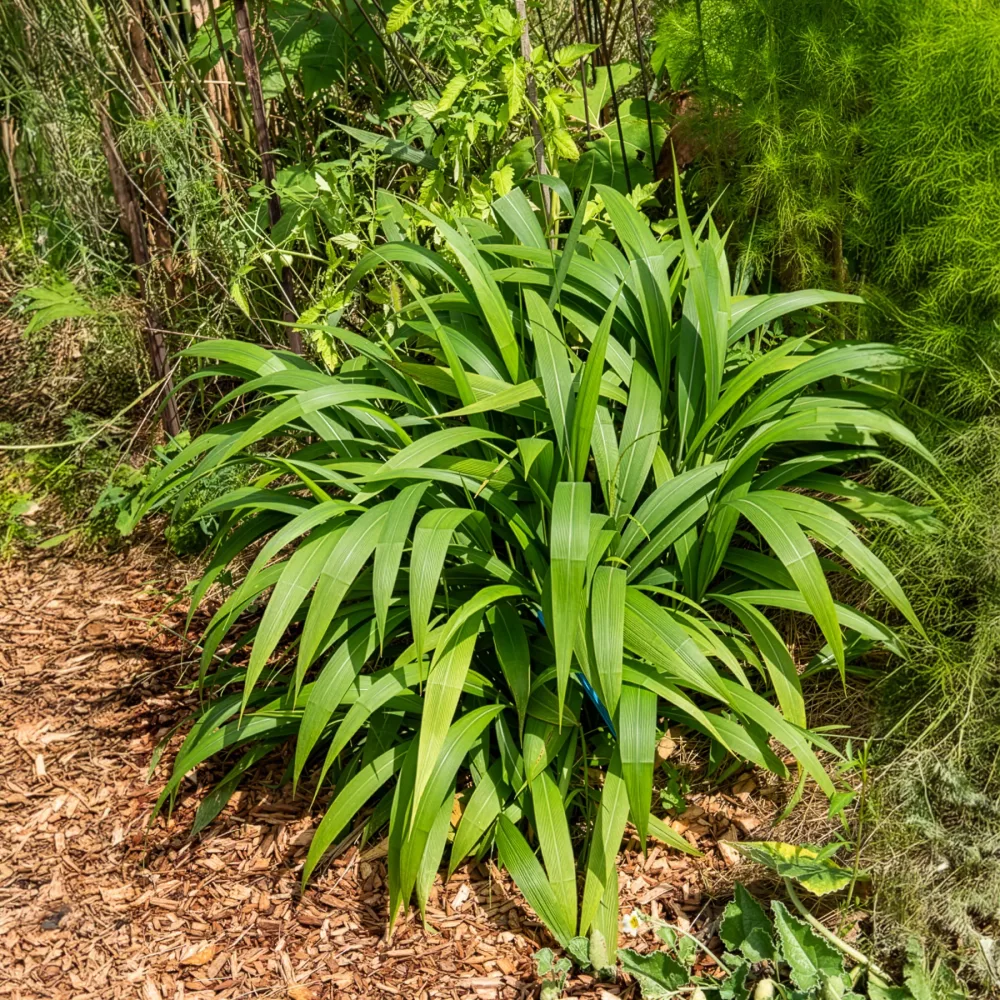 Herbe palmier Setaria palmifolia