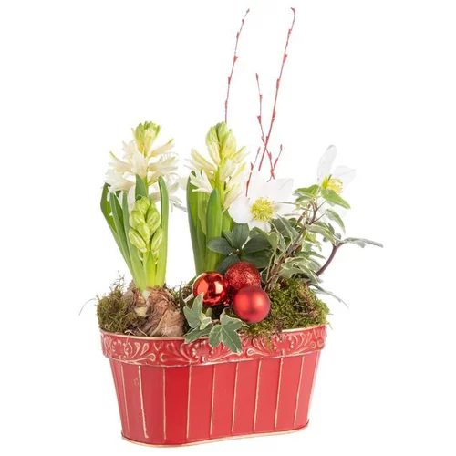 Composition de Noël jardinière hellebore jacinthes multicolore pot en zinc rouge et or