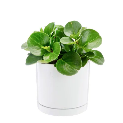 Peperomia obtusifolia Green gold vert en pot blanc émaillé botanic®. Le pot Ø 18 cm