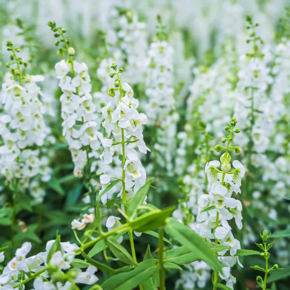 Angélonia blanche Angelonia white